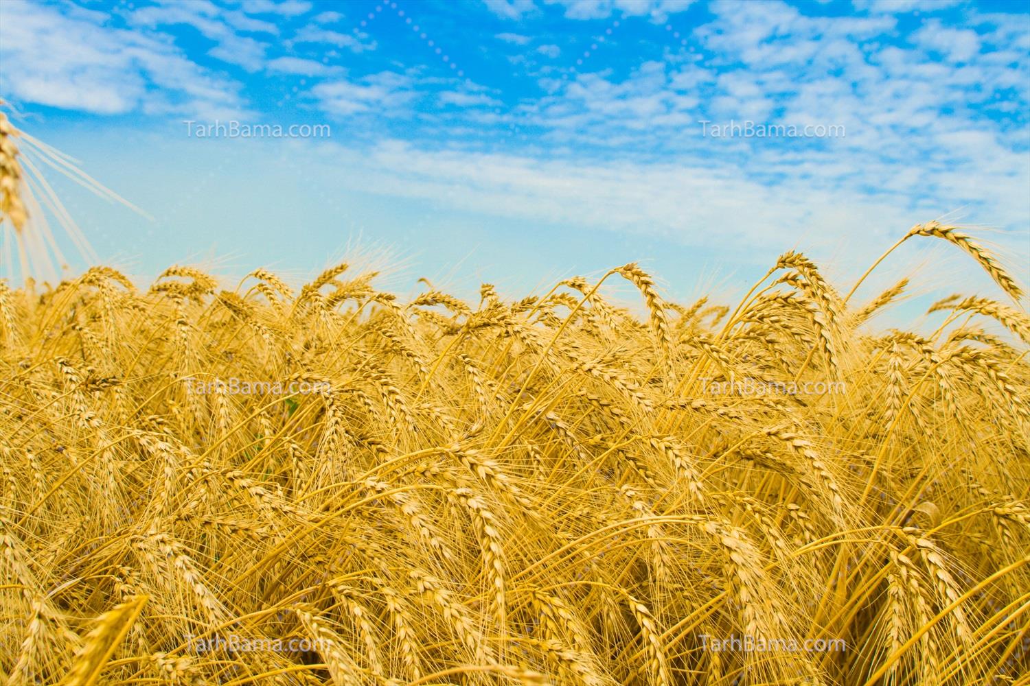 زمین آقای حسینی